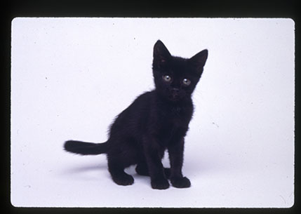 Don't be scaredy of black cats | Natural History Museum